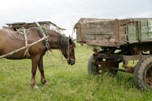 cart-horse